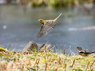 Goldammer (Emberiza citrinella)