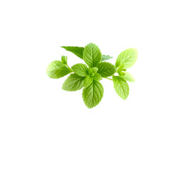 fresh basil leaves