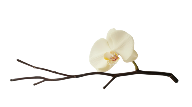 Delicate white orchid flower resting on a slender dark branch against a clean background