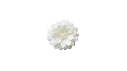 Delicate white flower bloom showcasing intricate petal arrangement and textured center in natural light