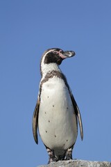 Fototapeta premium Humboldt penguin (Spheniscus humboldti), captive