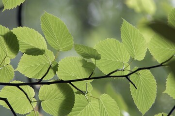 Dove Tree, leaves in spring, North Rhine-Westphalia, Germany (Davidia involucrata)