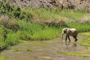 Fototapeta premium Rare Namibian Desert Elephant (Loxodonta africana), bull, Hoarusib River, Namib Desert, Kaokoland, Kaokoveld, Kunene regionNamibia