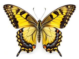 Fototapeta premium Isolated Eastern Tiger Swallowtail, vibrant yellow-black wings, macro night photography showcasing intricate details.