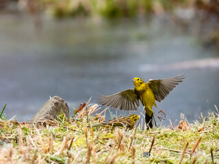 Goldammer (Emberiza citrinella)
