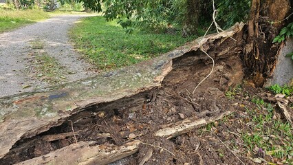 A close-up view of a fallen tree trunk, revealing the intricate network of roots and exposed wood grain, The trunk lies on a path, revealing erosion and natural decay in a lush, green environment.
