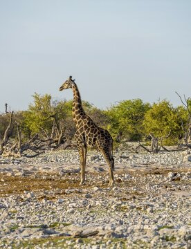 Giraffe (Giraffa camelopardalis), Okaukuejo, Etosha National Park, Region Outjo, Namibia, Africa