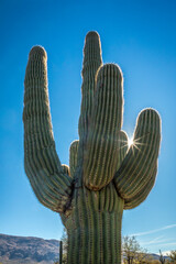 Majestic Saguaro cactus in the Arizona sun