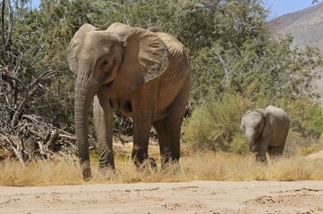 Obraz premium Cow and calf of the rare Namibian Desert Elephant (Loxodonta africana), Hoanib River, Namib Desert, Kaokoland, Kaokoveld, Kunene regionNamibia