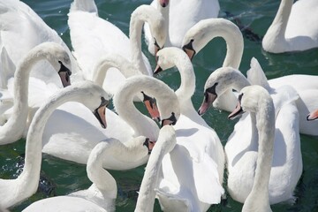 Mute swans (Cygnus olor) waiting for food, Lake Zurich, Zurich, Switzerland, Europe