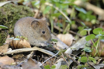 Bank vole (Myodes glareolus)