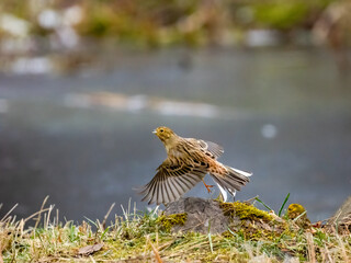 Goldammer (Emberiza citrinella)