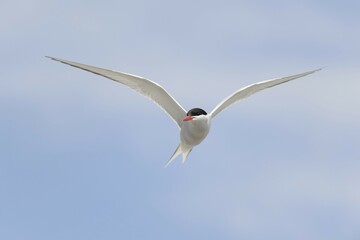 Arctic tern (Sterna paradisaea) in flight, Schleswig-Holstein, Germany, Europe