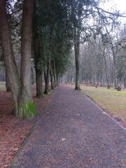 Obraz premium trees and mossy tree trunks in the park