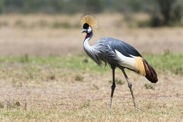 Black crowned crane (Balearica pavonina), Ol Pejeta Reserve, Kenya, Africa