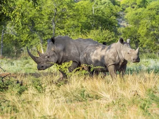 Gardinen Nashorn Group of white rhinoceros (Ceratotherium simum) in the scrublands, Ongaya Wild Reserve, Outja, Namibia, Africa  © Martin Moxter/imageBROKER