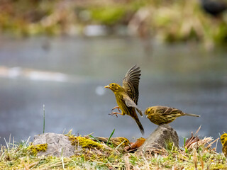 Goldammer (Emberiza citrinella)