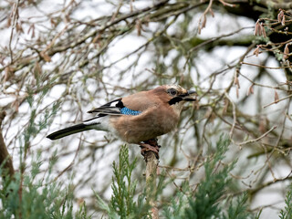 Eichelhäher (Garrulus glandarius)