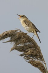 Sedge Warbler (Acrocephalus schoenobaenus)