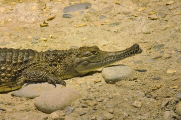 Crocodile resting on sandy ground with sunlight and stones, Australian crocodile, (Crocodylus...