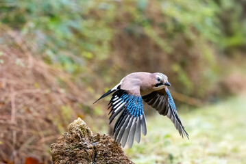 Eichelhäher (Garrulus glandarius)