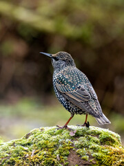 Star (Sturnus vulgaris)