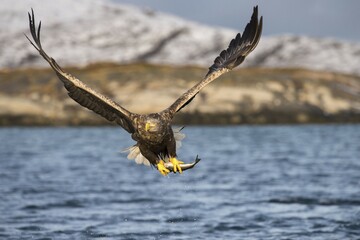 White-tailed eagle (Haliaeetus albicilla) flying with fish prey over water, Flatanger, Nord-Trøndelag, Norway, Europe