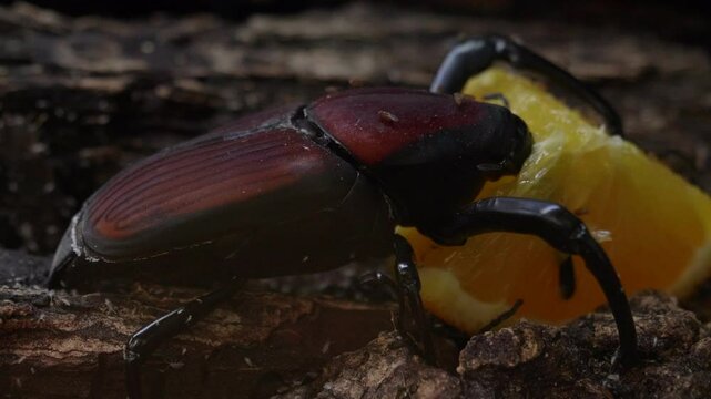Giant Malaysian Weevil Eating an Orange