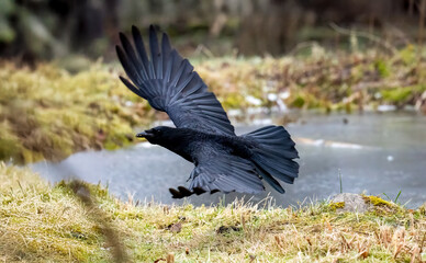 Rabenkrähe (Corvus corone)