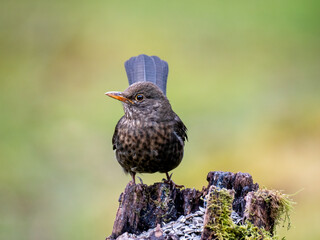 Amsel (Turdus merula)