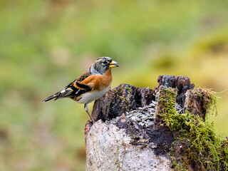 Bergfink (Fringilla montifringilla)