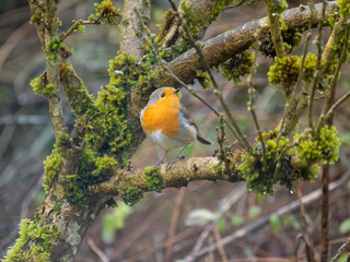Rotkehlchen (Erithacus rubecula)