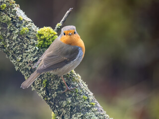 Rotkehlchen (Erithacus rubecula)
