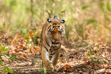 wild dominant male bengal tiger kanha national park forest reserve madhya pradesh india panthera tigris of tourism zone patrolling or walking head on with eye contact in hot summer season safari