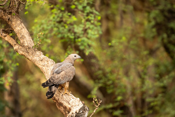 Wild Oriental Crested Honey Buzzard Pernis Ptilorhyncus raptor bird of prey closeup perched high on tall tree in summer season safari at Ranthambore national park forest tiger reserve Rajasthan India
