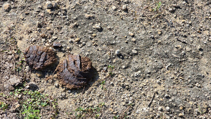 Close-up of dried animal dung, Cow dung on rocky and sparse vegetation soil, captured in a natural outdoor environment under sunlight