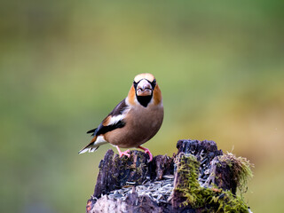 Kernbeißer (Coccothraustes coccothraustes)