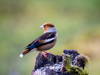 Kernbeißer (Coccothraustes coccothraustes)
