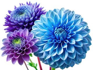Isolated blue chrysanthemum dahlias:  High-resolution, stunning floral photography. Perfect for breathtaking displays.
