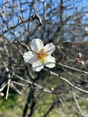 White and yellow almond flower isolated close-up on almond tree branches and blue sky background in Santiago del Teide, Tenerife, Canary Islands, Spain, January 2025