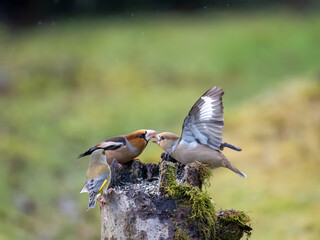 Kernbeißer (Coccothraustes coccothraustes)   Grünfink (Chloris chloris)