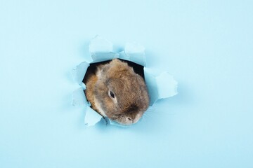 Curious easter bunny or rabbit peeking through a hole, holiday in spring, greeting card