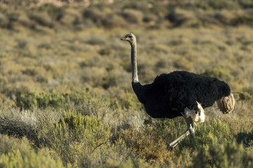 Fototapeta premium Ostrich (Struthio camelus), male, Aquila Private Game Reserve, Western Cape, South Africa, Africa