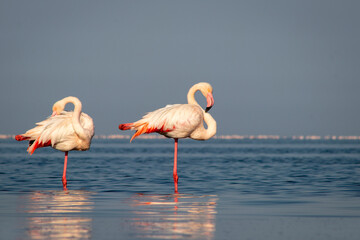 Wild african birds. Group birds of Greater  african flamingos  walking around the blue lagoon on a sunny day