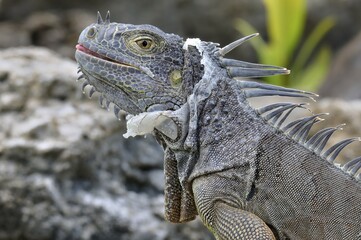 Green Iguana (Iguana iguana), molting, portrait, Corozal District, Belize, Central America
