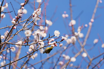 梅の花とメジロ