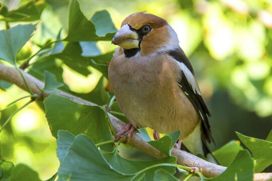 Hawfinch (Coccothraustes coccothraustes), female, perched on a Ginkgo tree, Genthin, Saxony-Anhalt, Germany, Europe