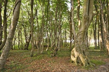 Ghost forest, Börgerende, Nienhagen, Mecklenburg-Western Pomerania, Germany, Europe