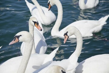 Mute swans (Cygnus olor) waiting for food, Lake Zurich, Zurich, Switzerland, Europe