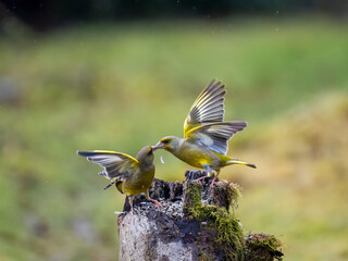  Grünfink (Chloris chloris)